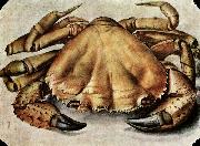 Albrecht Durer, Lobster